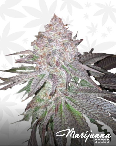 Atomic Sherbert