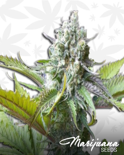 Atomical Haze