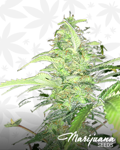 Aurora Green Auto