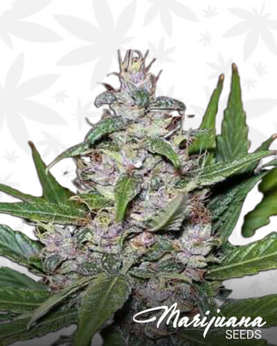 Aurora Indica