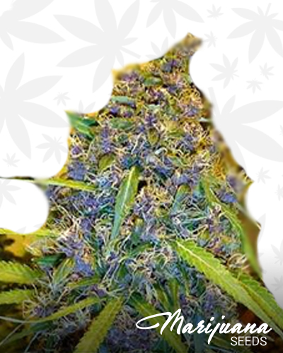 Australian Blue