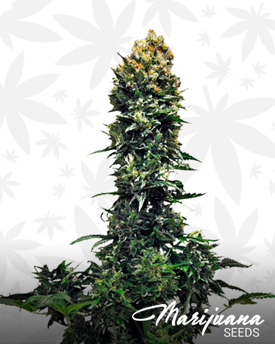 Auto 00 Kush