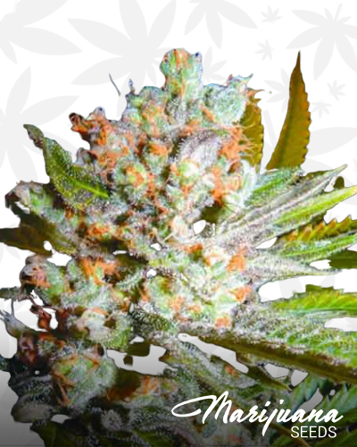 Auto 420