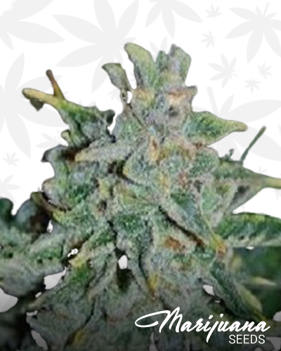 Auto 710 Cheese