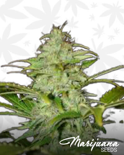 Auto AK47 x Auto Blueberry F1