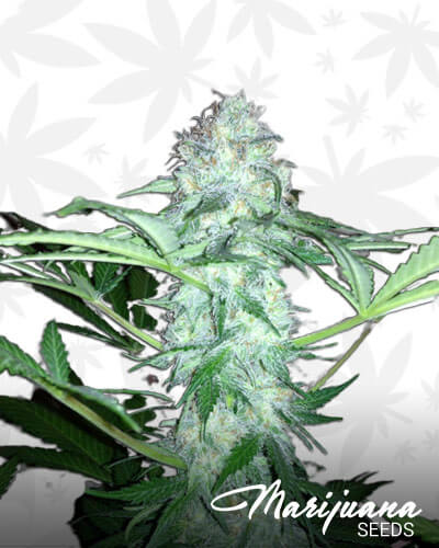 Auto Afghan Kush