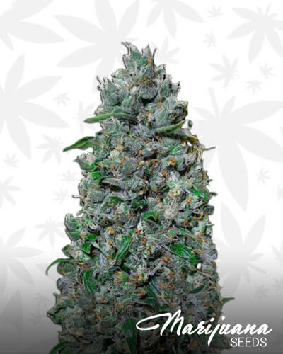 Auto Afghan Mass XXL