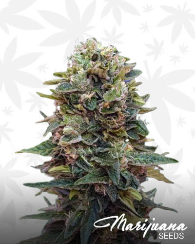 Auto Afghan Mass