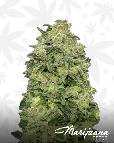 Auto Afghan Skunk