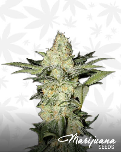 Auto Afghan
