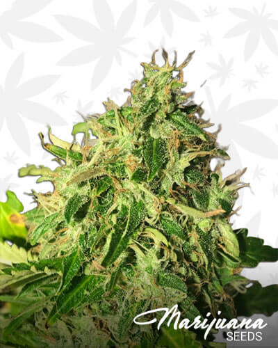 Auto Cannabis Light