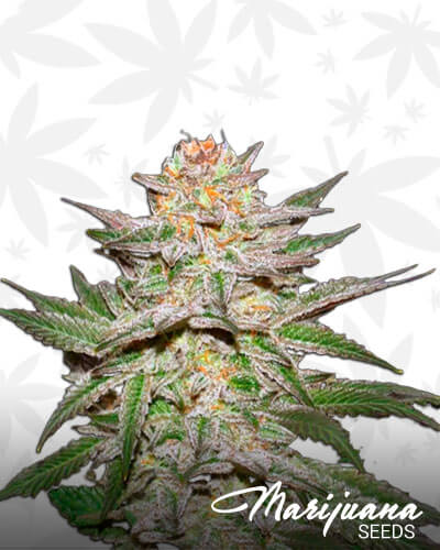 Auto Caramel King