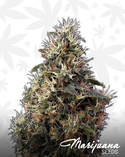 Auto Caramelo Mango