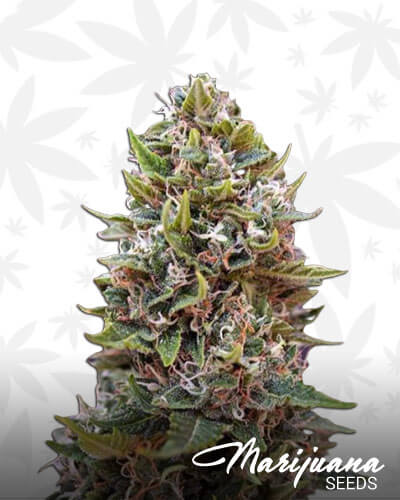 Auto Cheese Berry