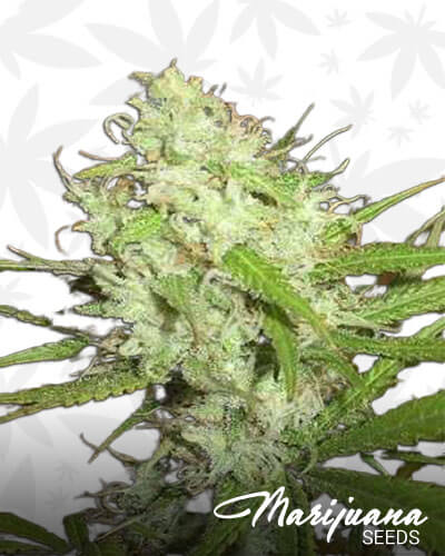 Auto Cheese Cake