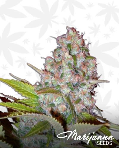 Auto Cheese NL