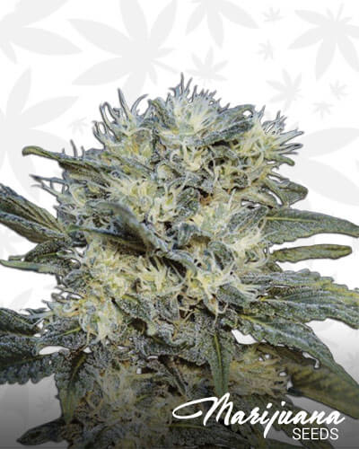Auto Chemdog