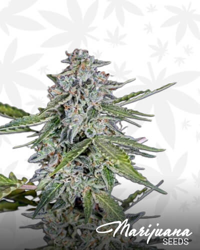 Auto Cherry Pie