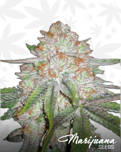 Auto Chocodope Aka Auto Chocolope