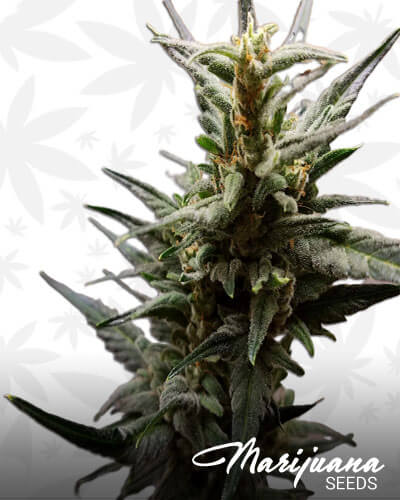 Auto Chocolate Skunk