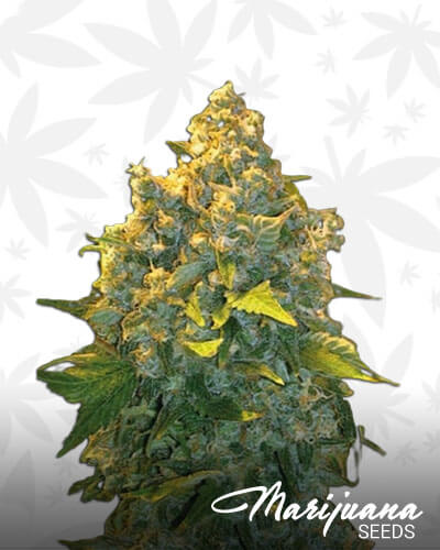 Auto Chronic Monster XXL Aka Auto Chronic XXL