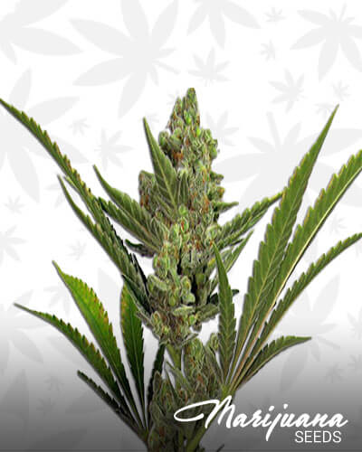 Auto Critical Bang