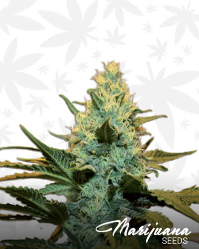 Auto Critical Zone