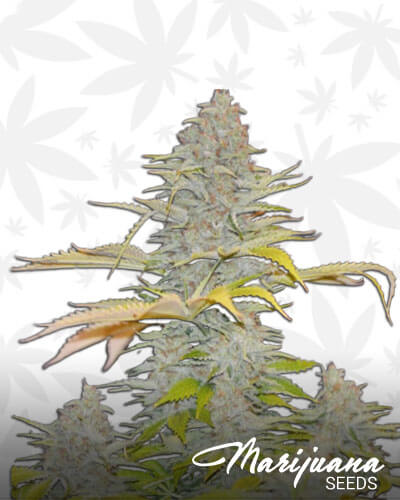 Auto Diesel Mass