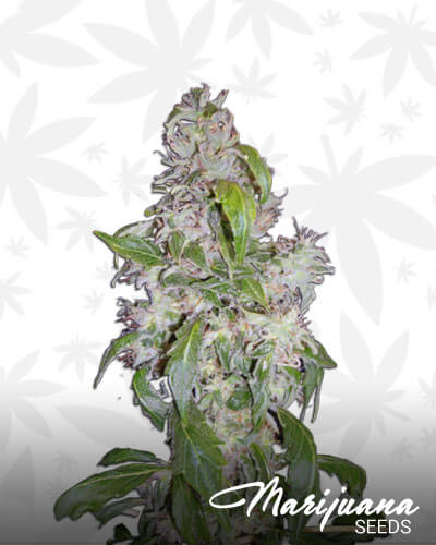 Auto Diesel