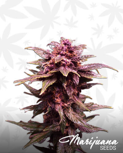 Auto Divine Purple