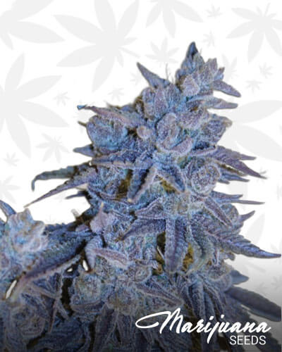 Auto Fire OG