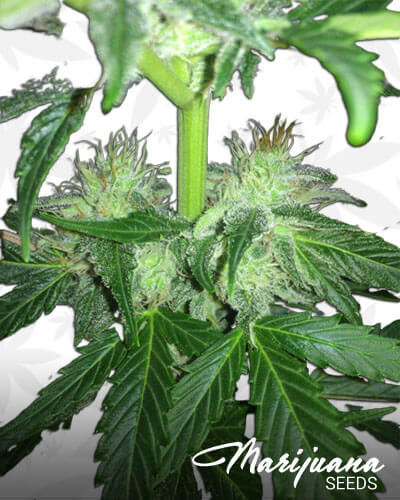 Auto Fresh Candy