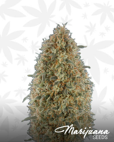 Auto Gorilla Blue Strain