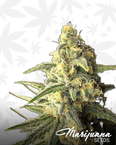 Auto Gorilla Glue 4 Strain