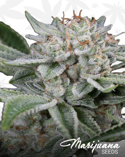 Auto Gorilla OG x Auto Purple Amnesia