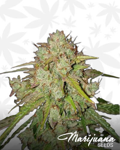 Auto Jedi Kush