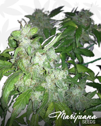 Auto Lemon Bubble Aka Captains Choice