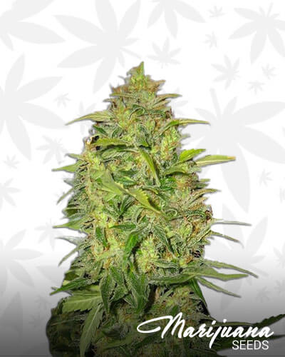 Auto Lemon Skunk
