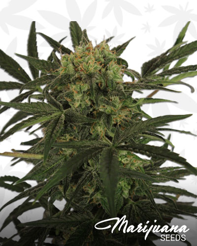 Auto MK Ultra Kush
