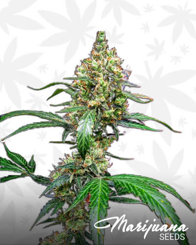 Auto Mandarine Dream XL