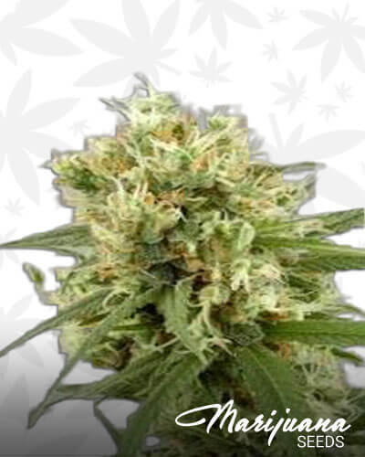 Auto Mary Jane