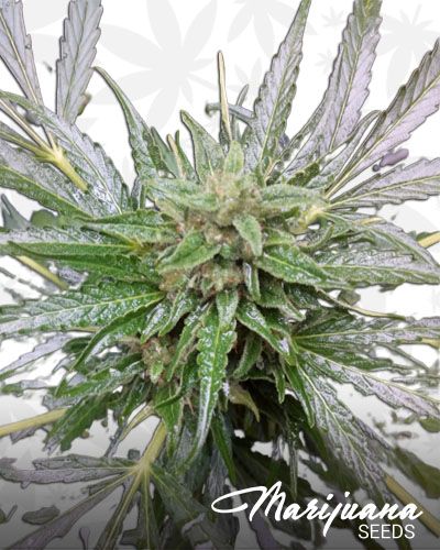Auto Mazar Blue