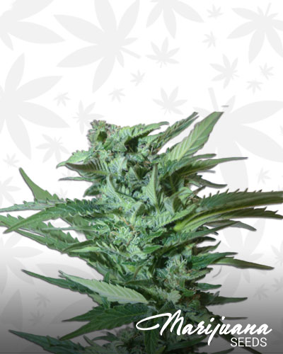 Auto Moon