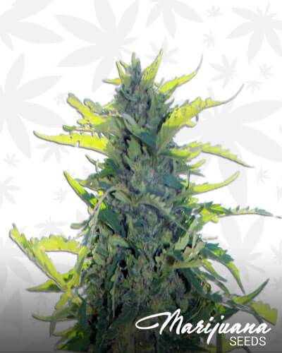 Auto Northern