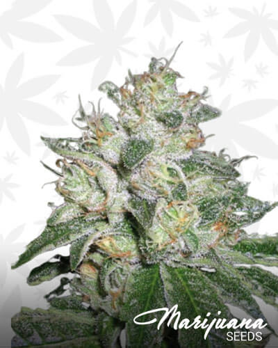 Auto OG Kush