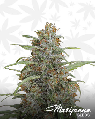 Auto OG Medical Kush CBD