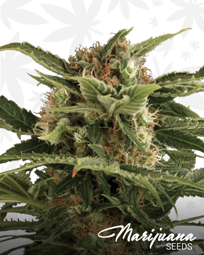 Auto Pounder