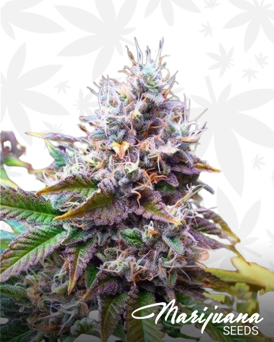 Auto Purple Amnesia