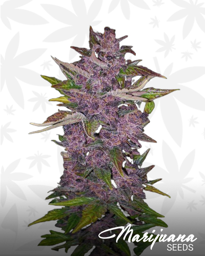 Auto Purple Bud