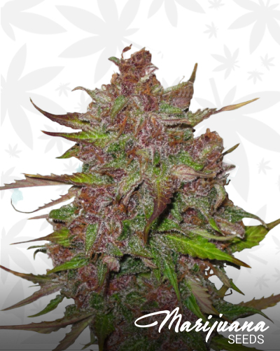 Auto Purple CousKush